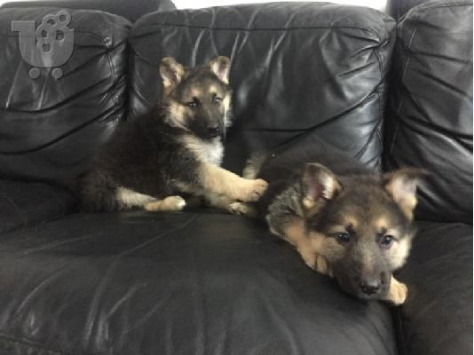 PoulaTo: Boy German Shepards Έτοιμο